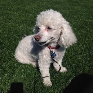 Meet your Posher, Anna